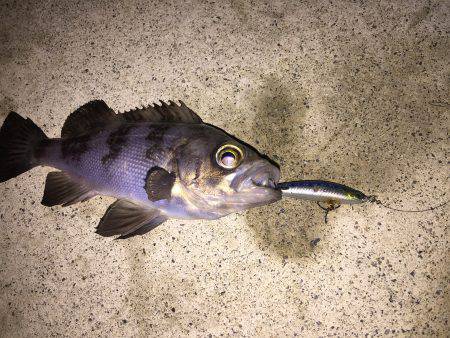 久々のメバル釣果